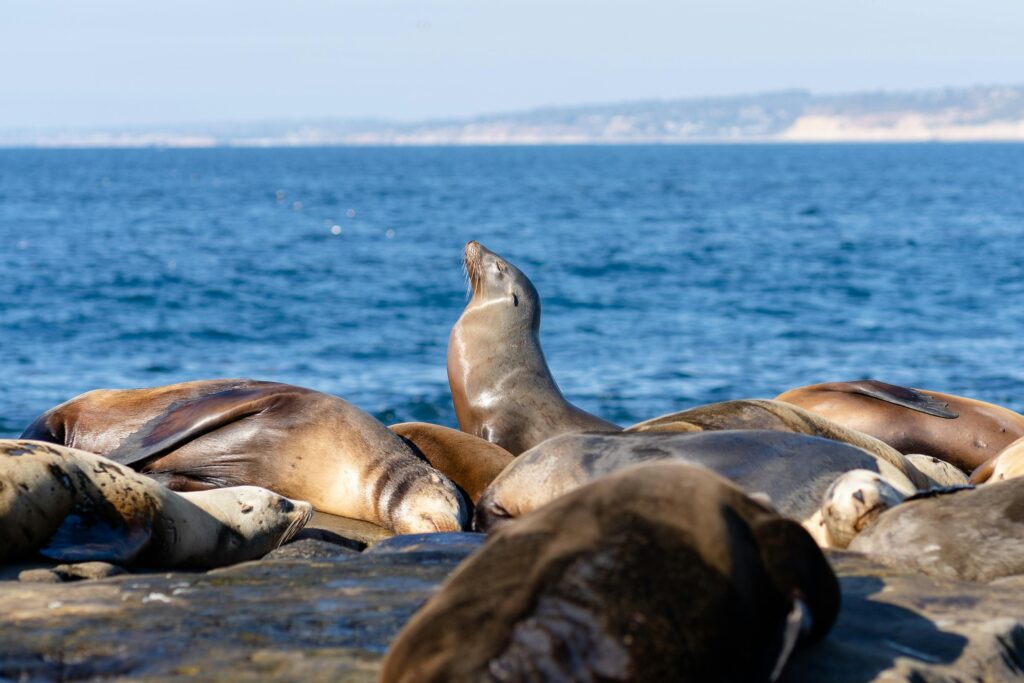 A San Diego seal sits up to soak in some extra sun while other seals sleep.